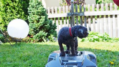 Bild: rfü
Hund
