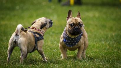 "Nanu, wer bist du denn?", scheint der eine Mops zum anderen zu sagen. 	Bild: Patrick Illhardt Photography/exb