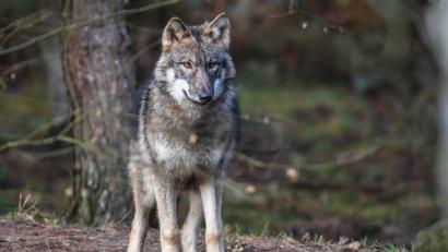Bild: Patrick Pleul/dpa-Zentralbild/dpa
(Symboldbild) Ein Wolf