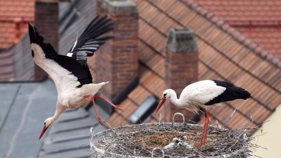 Bild: Schönberger
Das zuletzt geborene Storchenküken hat es nicht geschaftt. Der Kleine war schon auf dieser Aufnahme von vergangener Woche nur ein winziges Häufchen. Nun gilt das Hauptaugenmerk der Eltern den verbliebenen drei Geschwistern.