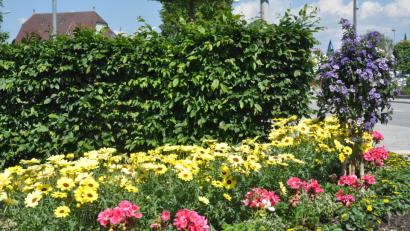 Bild: dob
Die bunte Blütenpracht erfreut die Herzen. Die Damen im städtischen Bauhof haben einen grünen Daumen.