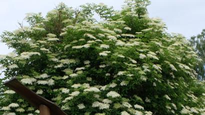 Bild: le
Nicht wie es früher schon notwendig war, den Holunder in der Gegend von Regensburg pflücken zu müssen, bietet sich in diesem Jahr eine reiche Auswahl  blühender Holundersträuche, wie in der Weidener Straße am Lagerhaus Floß zu sehen,  an.