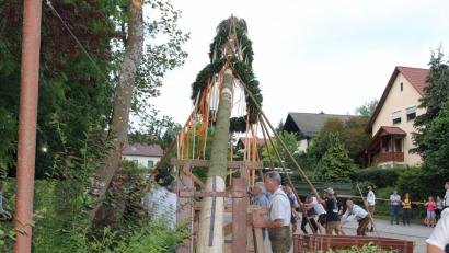 Bild: ral
Langsam kommt der Baum in die Senkrechte. Doch dazu ist viel Muskelkraft bei den freiwilligen Helfern gefordert.