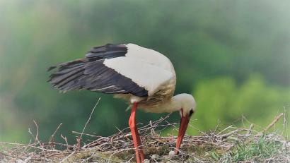 Bild: tu
Im Pleysteiner Storchenhorst sind mindestens drei Jungvögel gesichtet worden.