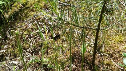 Bild: exb
Bild zeigt eine Arnikapflanze mit den abgerissenen Blütenköpfen.