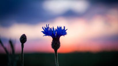 Bild: Petra Patocka
Die Oberpfalz im Sommer