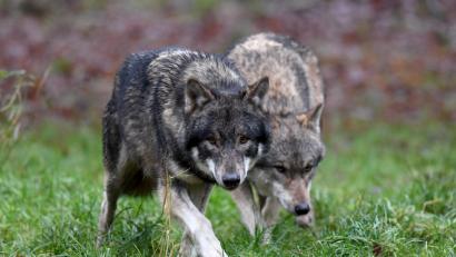 Symbolbild: Carsten Rehder/dpa
Der Wolf ist zurück