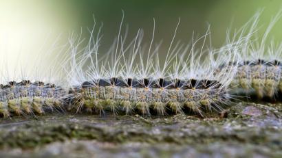 Bild: Patrick Pleul/dpa
Die Raupen des Eichenprozessionsspinners sind eher unauffällig, aber ihre Haare sind giftig. Jetzt sind auch Bäume im Waldfriedhof Amberg befallen.