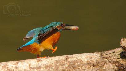 Bild: Alfred Voss
Alfred Voss aus Etzenricht ist regelmäßig im Landkreis Neustadt/WN unterwegs und "jagt" mit seiner Kamera seltene Vögel und Tiere.