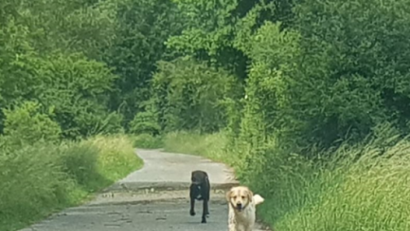 Screenshot: Lackner, Michael/Facebook
Entlaufene Hunde