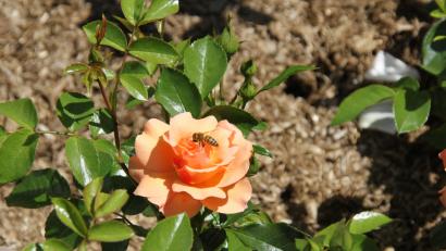 Bild: ads
Eine von vielen Schönheiten, die beim Rosenfest am Zeughaus am Sonntag, 17. Juni, zu bewundern sind.