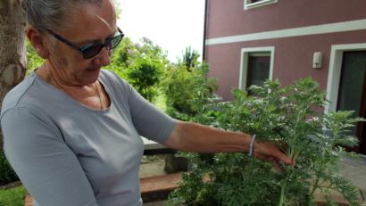 Bild: stg
Johanna Eisner  „schwört auf die Wirkung des Wermutweins.