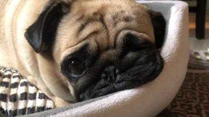 Bild: Julia Hammer
Der Verband f&uuml;r das Deutsche Hundewesen (VDH) feiert den &quot;besten Freund des Menschen&quot; mit dem Tag des Hundes am 9. und 10. Juni.&nbsp;