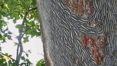 Bild: exb
Hier hat eine gewaltige Menge an Eichenprozessionsspinnern einen Baum auf einem Privatgrundstück in Auerbach befallen.