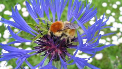 Bild: Beitrag, Externer [EXB] (kontakt@oberpfalznetz.de)
Ackerhummel