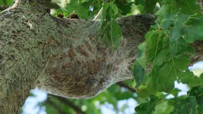 Bild: bkr
Hoch oben in einer Eiche in Kulmain ein Gespinstnest mit unzähligen Eichenprozessionsspinnern.