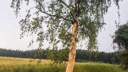 Bild: [FDL]
Bei Ehenfeld steht diese Birke: Ein Blitz hat im unteren Teil die komplette Rinde abgeschält.