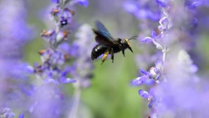 Bild: Uwe Anspach/dpa
Eine Wildbiene sucht an einer Blüte des Mehlsalbeis nach Nektar.
