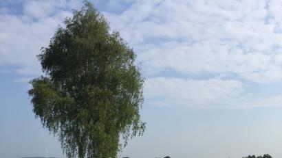 Bild: aks
Zukünftig nur noch von landwirtschaftlichem Verkehr zu befahren: Die Betonstraße zwischen Edelsfeld und Niederärndt.