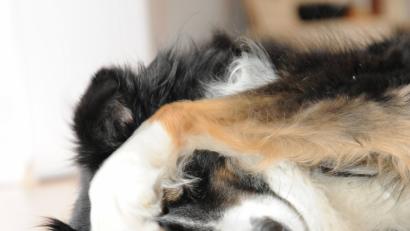 Bild: Sabine Bäumler
Tag des Hundes