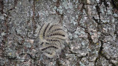 Bild: ak
Klein, aber gefährlich ist die Raupe des Eichenprozessionsspinners.
