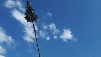 Bild: SJA
Die Kirwaburschen vom Verein „Tannengrün“ stellten am Freitag den Baum in Steinberg am See auf, gaben den Startschuss für die viertägige Kirchweih. Am Samstag nach dem Unwetter feierten die Steinberger im Zelt weiter.