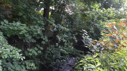 Bild: Rosner, Josef [JR] (ROSNER.JOSEF@T-ONLINE.DE)
Dicht zugewachsen ist der sanierungsbedürftige Brückendurchlass über dem Kornmühlbach bei Königshütte.