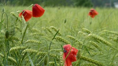 Bild: ptr
Pitschnass präsentieren sich die knallroten  Klatschmohnblüten im Getreidefeld.