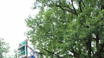 Bild: cs
Mitarbeiter des Auerbacher Bauhofs rückten dem Eichenprozessionsspinner am Mittwoch an der Grundschule zu Leibe.