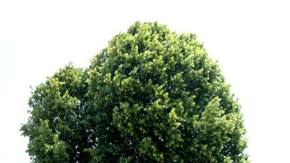 Bild: le
Die blühende Linde   in der Gemeindeflur Pinzer ist ein Bienenparadies.