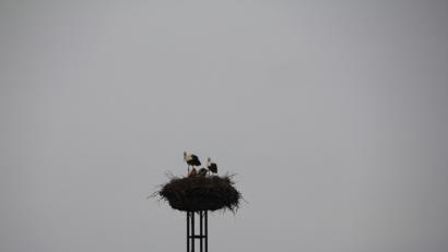 Bild: frd
Das Oberviechtacher Storchenpaar betreut gemeinsam die zwei Jungstörche im Horst am VG-Gebäude.