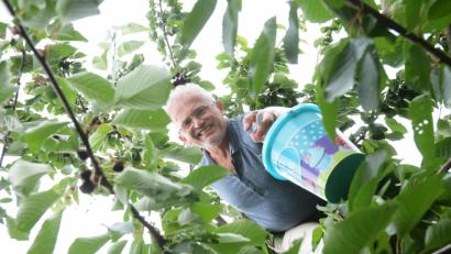Bild: gsb
Alfred Wulfänger erntet in diesem Jahr so viele Kirschen wie noch nie.