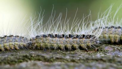 Bild: Patrick Pleul/dpa
Raupen des Eichenprozessionsspinners kriechen auf einem Eichenstamm entlang. Ihre feinen Brennhaare können beim Menschen eine allergische Reaktion auslösen. Im Stadtgebiet werden die Gespinste des Nachtfalters im Bedarfsfall von den Mitarbeitern der Stadtgärtnerei mit einem speziellen Sauggerät abgesaugt.