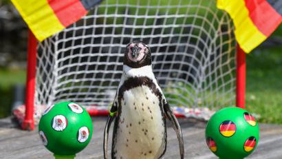Bild: Patrick Pleul
Orakeln kann Pinguin Flocke aus dem Spreewald quasi schon mit links - schon bei vielen Fußball-Spielen der deutschen Elf probierte er es aus. Und lag dann oft richtig.