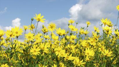 Bild: njn
Topinambur-Blüten leuchten in der Natur. Wem gelingt der schönste Schnappschuss von der alten Kulturpflanze.