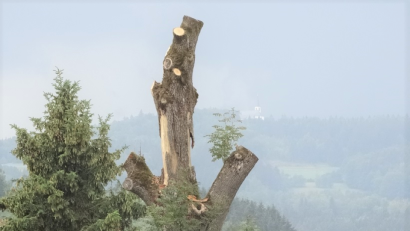 Bild: tu
Die Esche am Feuerwehrgerätehaus musste nach einem Blitzschlag abgetragen werden.