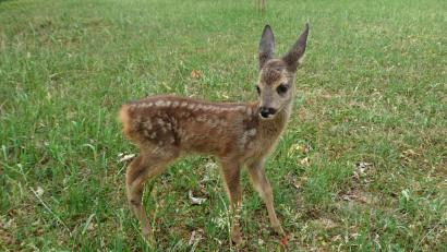 Bild: Michaela Lowak
Mit großen Augen blickt das kleine Reh in die Welt. Angst vor Menschen kennt es nicht. Auch für die Fotografin steht es ganz still.