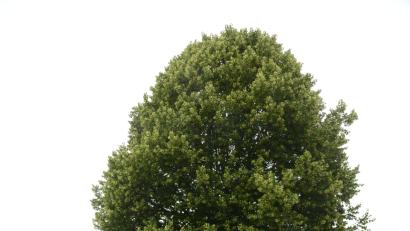 Bild: bey
Sollte die Linde am Dorfweiher bei einem Sturm umfallen, sieht Josef Stahl (rechts im Bild) eine große Gefahr für sein Haus.