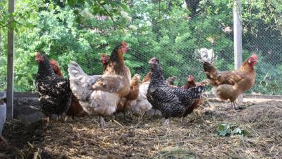 Bild: Dominik Eckert
Eine große Auswahl gibt es bei den Hühnerrassen. Nicht nur Körpergröße und Eierfarbe unterscheiden sich je nach Rasse, auch die Charaktere sind verschieden. Grundsätzlich lässt sich zwischen Fleisch- und Legehennen unterscheiden. Halter schätzen neben den Erzeugnissen vor allem die beruhigende Wirkung der Tiere.