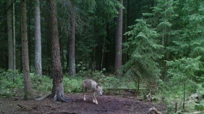 Bild: exb
Das Foto belegt: Im südlichen Landkreis Schwandorf  - an der Grenze  zum Nachbarlandkreis Cham - war oder ist ein Wolf unterwegs.