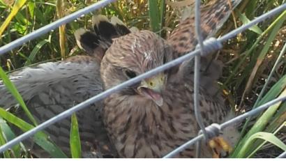Bild: exb
Panisch und in Angriffslaune finden die Zöllner den kleinen Turmfalken, der sich im Zaun an der Autobahn verfangen hat.
