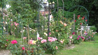 Bild: ÖT
Rosen aller Größen und eine riesige Artenvielfalt von der Edel- bis hin zur Strauchrose erblühen im Garten von Michael Riedl.