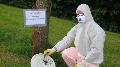 Bild: jzk
Sehr sorgfältig geht Stadtgärtner Florian Frank beim Bergen eines Gespinstnetzes vom Ast einer Eiche vor.