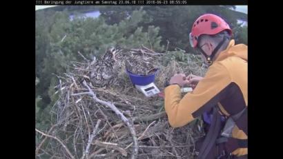 Bild: Stadt Eschenbach
ek2506beringung_fischadler