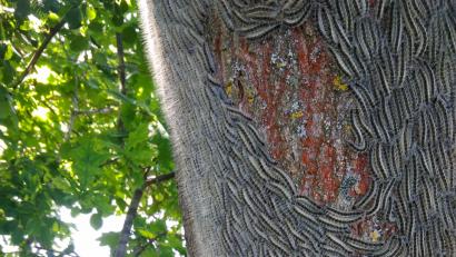 Bild: exb
Eichenprozessionsspinner-Raupen an einem Baum in Auerbach.