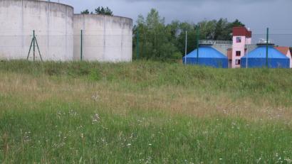 Bild: sne
Die Sand-Grasnelke wurde zur Förderung der Bienenpopulation im ganzen Gemeindegebiet, wie hier im Bereich der Kläranlage, angesät. Die SPD fordert weitere Maßnahmen.