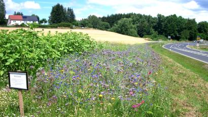 Bild: njn
Diese Bienenweide beim Kühstein ist nach Imkervorsitzenden Klaus Schmidt ein mustergültiger Blühstreifen.