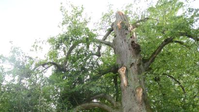Bild: Beyerlein
Die Linde im Ortsteil Schwand, ein bedeutendes Naturdenkmal, kann trotz des Abbruchs der Krone erhalten werden.