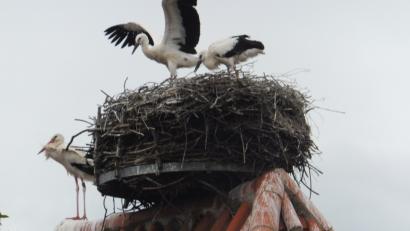 Bild: ibj
Im Beisein eines Altvogels neben dem Nest versuchen die Storchenkinder ihre Flugübungen.