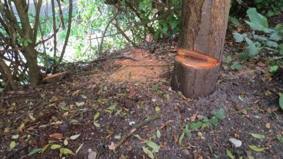 Bild: Polizei
Weil der Schattenwurf ihn störte, sägte ein Birgland-Bewohner in Nachbarsgarten kurzerhand  einen Keil aus diesem Baumstamm.